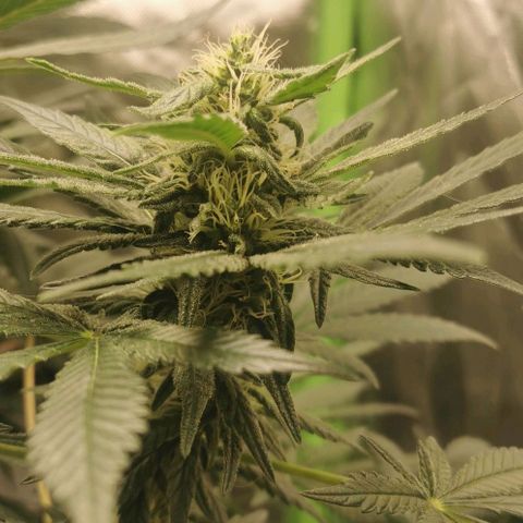 Cabba growlog timeline photo