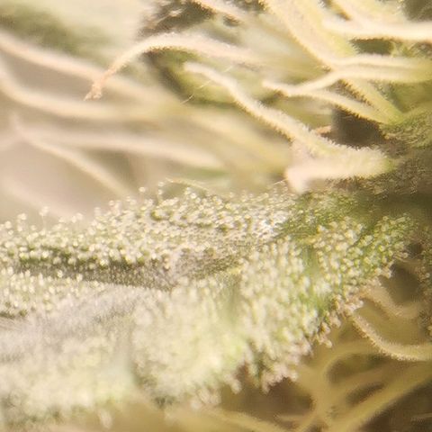Cabba growlog timeline photo