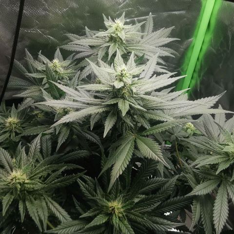 Cabba growlog timeline photo