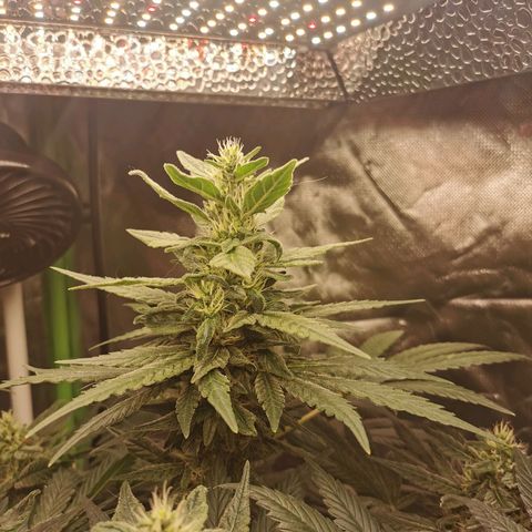 Cabba growlog timeline photo
