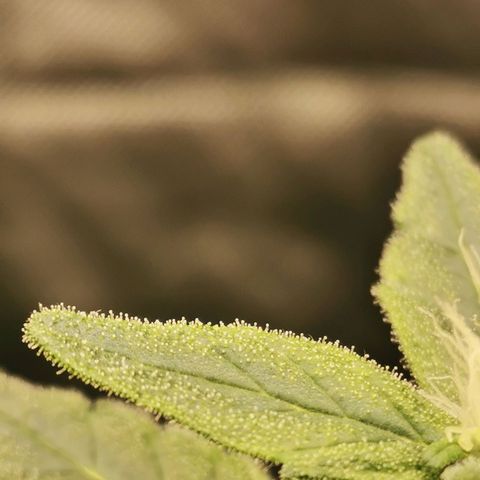 Cabba growlog timeline photo
