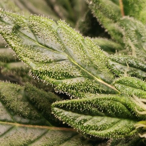 Cabba growlog timeline photo