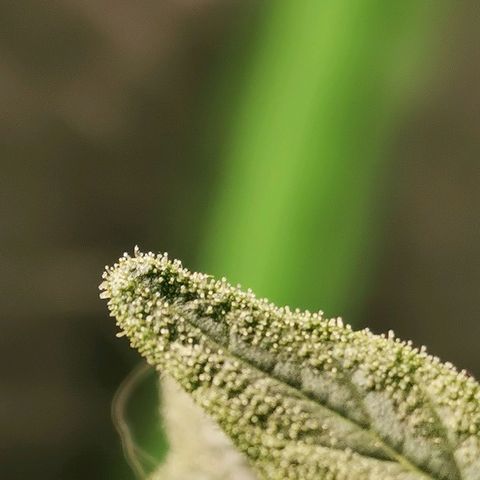 Cabba growlog timeline photo