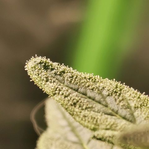 Cabba growlog timeline photo