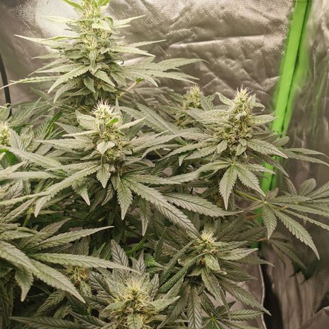 Cabba growlog timeline photo