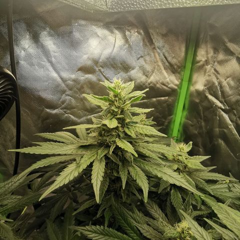Cabba growlog timeline photo