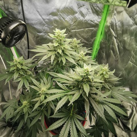 Cabba growlog timeline photo