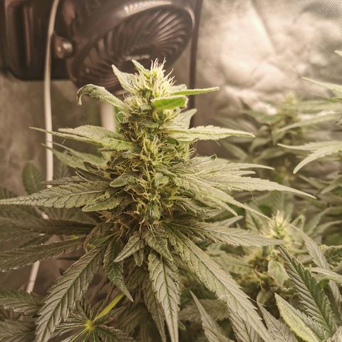 Cabba growlog timeline photo