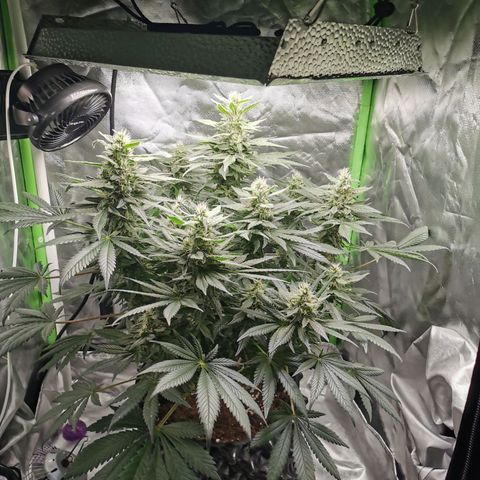Cabba growlog timeline photo