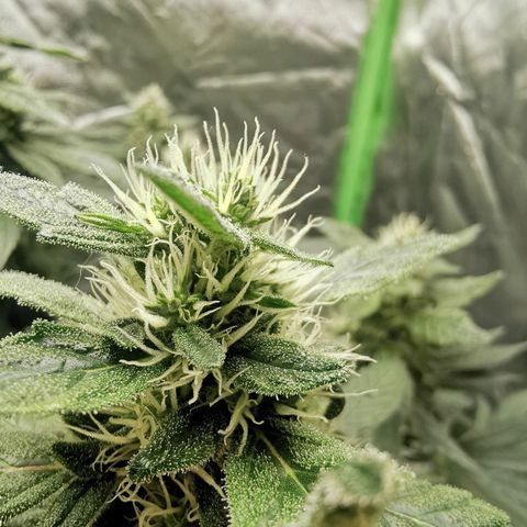 Cabba growlog timeline photo