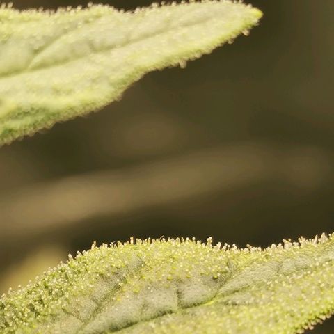 Cabba growlog timeline photo