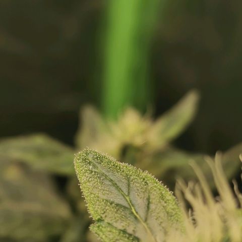 Cabba growlog timeline photo