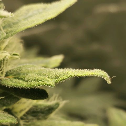 Cabba growlog timeline photo