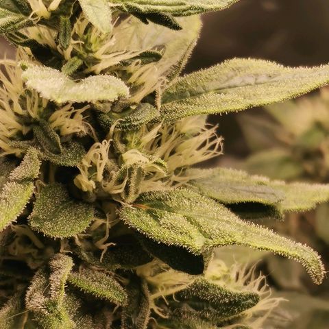 Cabba growlog timeline photo