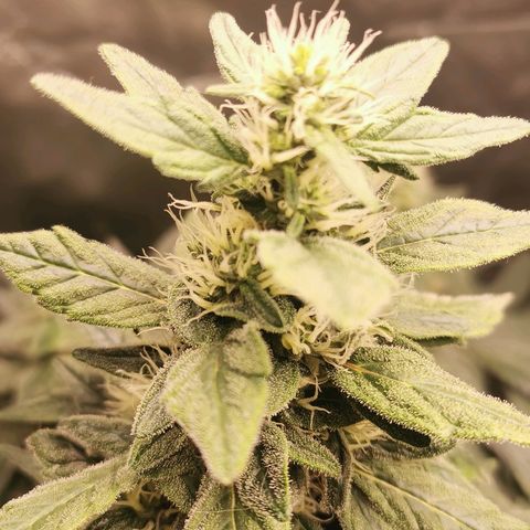 Cabba growlog timeline photo