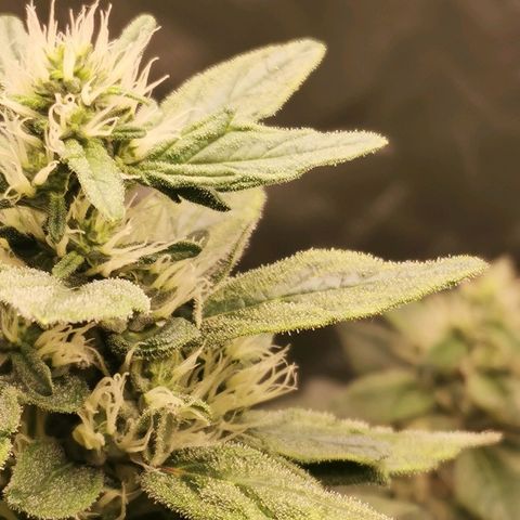 Cabba growlog timeline photo