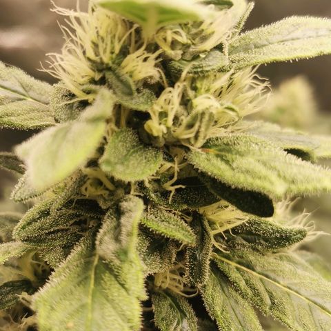 Cabba growlog timeline photo