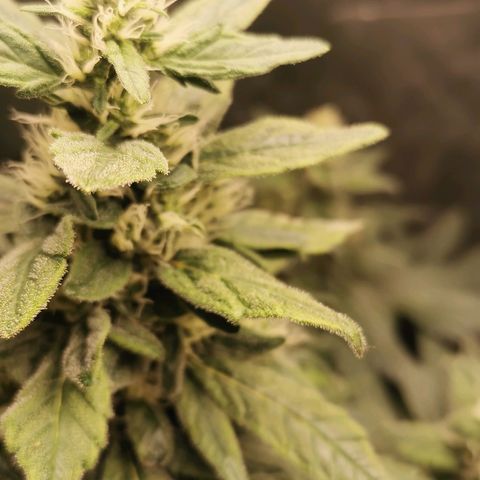 Cabba growlog timeline photo