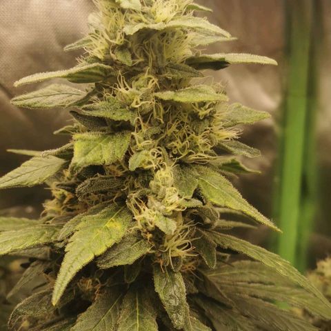 Cabba growlog timeline photo