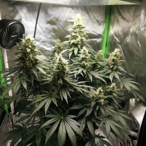 Cabba growlog timeline photo