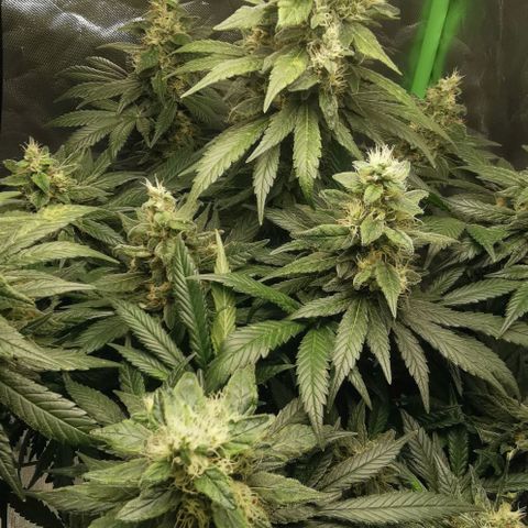 Cabba growlog timeline photo