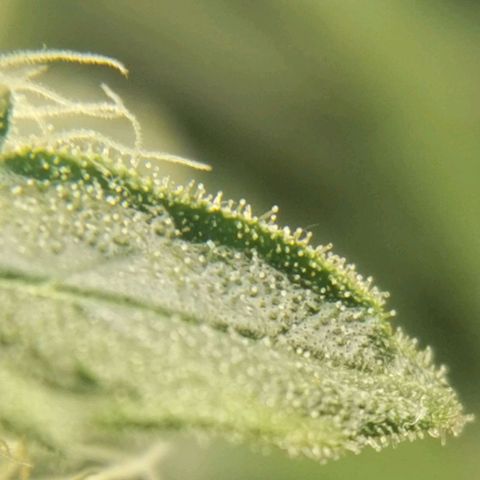 Cabba growlog timeline photo