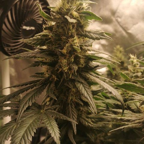 Cabba growlog timeline photo
