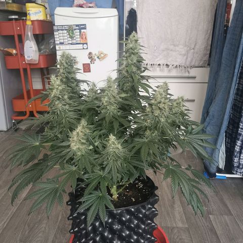 Cabba growlog timeline photo