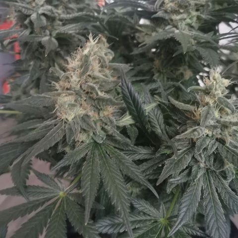 Cabba growlog timeline photo