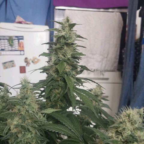 Cabba growlog timeline photo