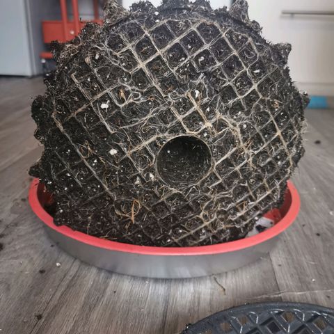 Cabba growlog timeline photo
