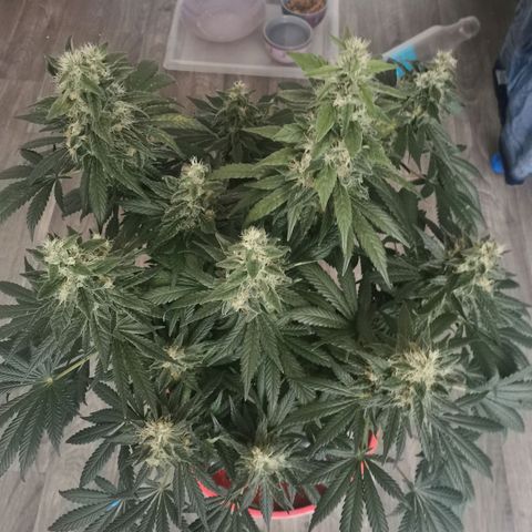 Cabba growlog timeline photo