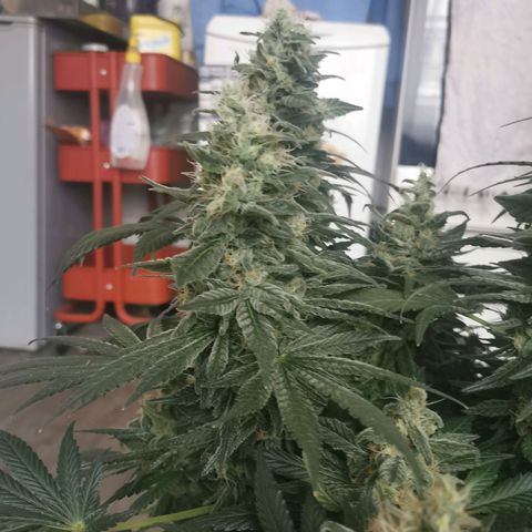 Cabba growlog timeline photo