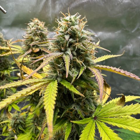 Wedding Cake Auto from Barney’s Farm growlog timeline photo