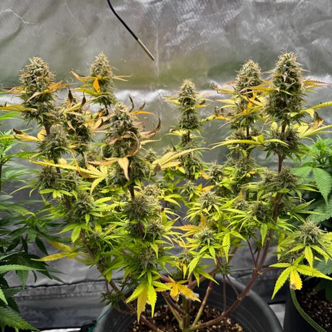 Wedding Cake Auto from Barney’s Farm growlog timeline photo