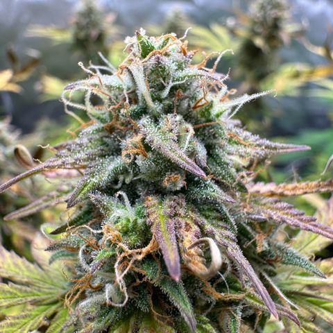 Wedding Cake Auto from Barney’s Farm growlog timeline photo