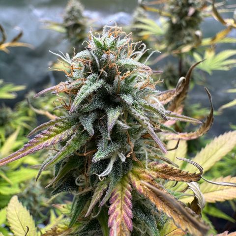 Wedding Cake Auto from Barney’s Farm growlog timeline photo