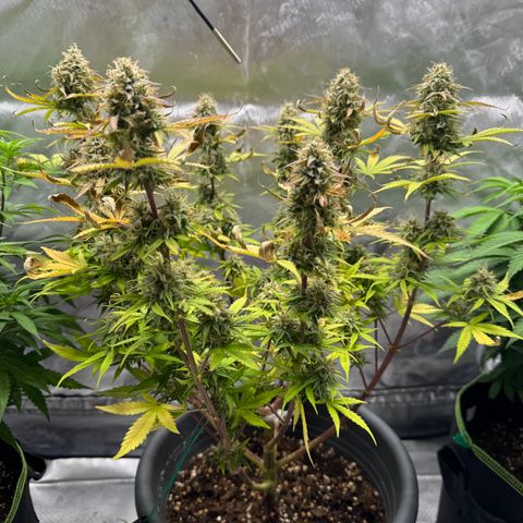 Wedding Cake Auto from Barney’s Farm growlog timeline photo