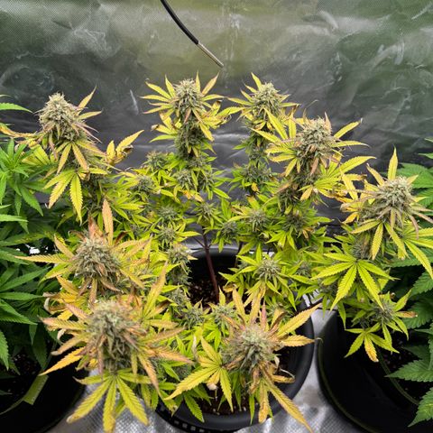 Wedding Cake Auto from Barney’s Farm growlog timeline photo