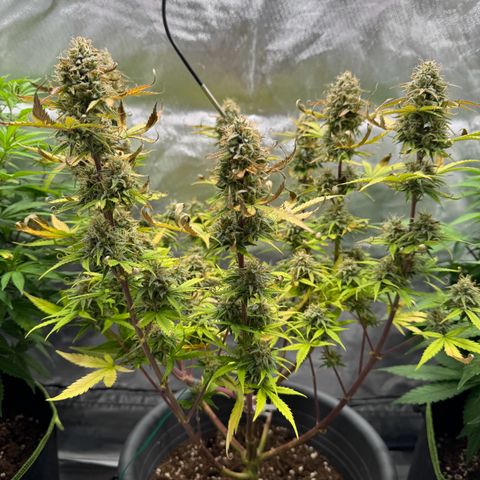 Wedding Cake Auto from Barney’s Farm growlog timeline photo