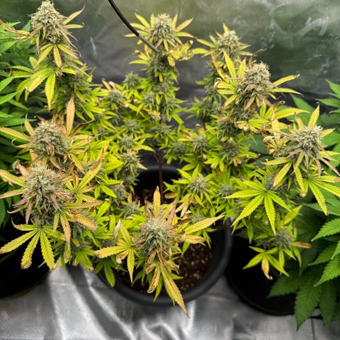 Wedding Cake Auto from Barney’s Farm growlog timeline photo