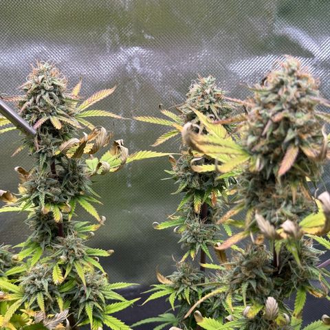 Wedding Cake Auto from Barney’s Farm growlog photo: Feel like she’s been swelling up a bit more. The end is near! 