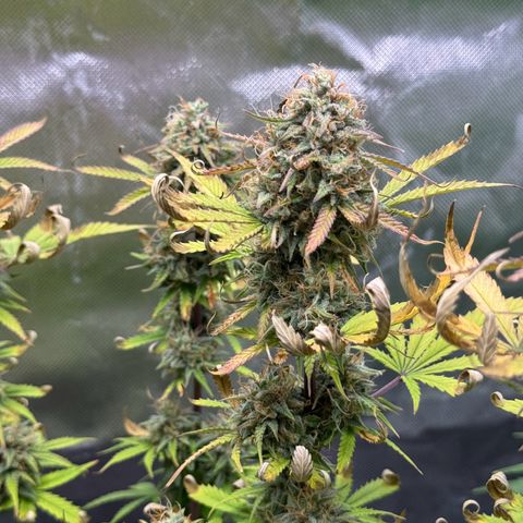 Wedding Cake Auto from Barney’s Farm growlog photo: Feel like she’s been swelling up a bit more. The end is near! 