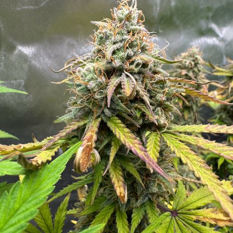 Wedding Cake Auto from Barney’s Farm growlog photo: Feel like she’s been swelling up a bit more. The end is near! 