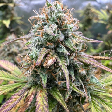 Wedding Cake Auto from Barney’s Farm growlog photo: Feel like she’s been swelling up a bit more. The end is near! 