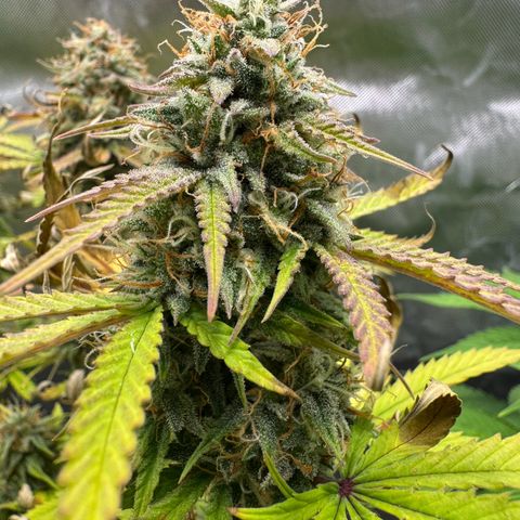 Wedding Cake Auto from Barney’s Farm growlog photo: Feel like she’s been swelling up a bit more. The end is near! 