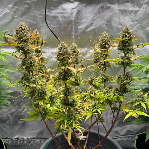 Wedding Cake Auto from Barney’s Farm growlog timeline photo