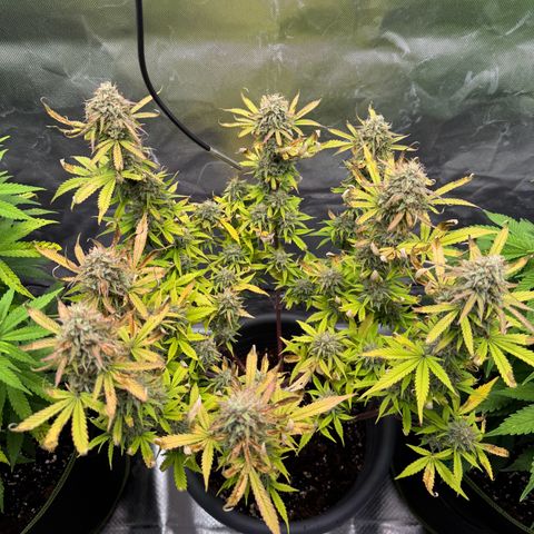 Wedding Cake Auto from Barney’s Farm growlog timeline photo