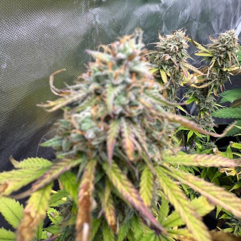 Wedding Cake Auto from Barney’s Farm growlog timeline photo