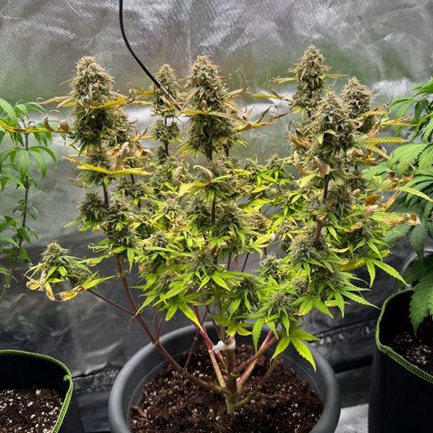Wedding Cake Auto from Barney’s Farm growlog timeline photo